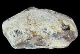 Agatized Fossil Coral Geode - Florida #90220-1